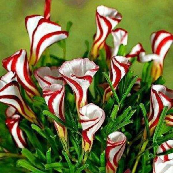 CANDY CANE OXALIS VERSICOLOR PLANT SEEDS