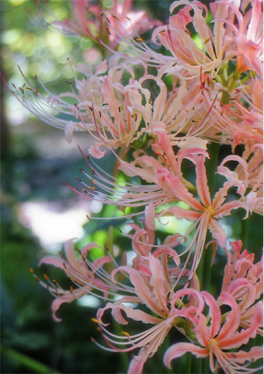 🌸Pink Spider Lily: Where Mystery Meets Beauty