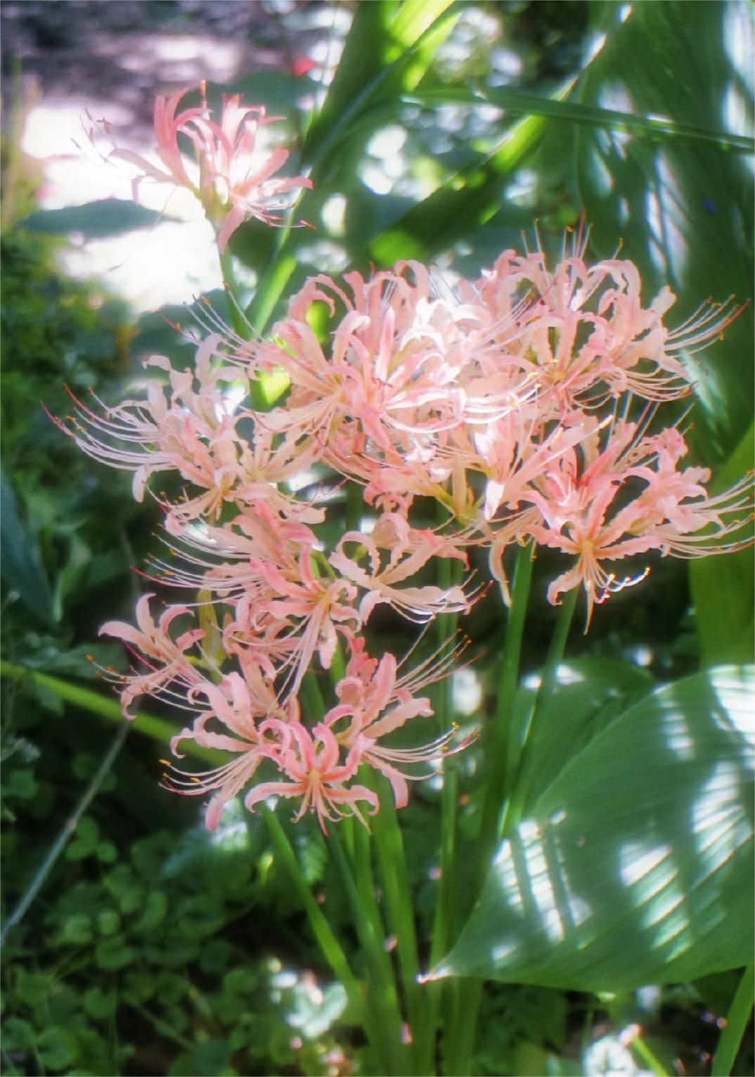 🌸Pink Spider Lily: Where Mystery Meets Beauty