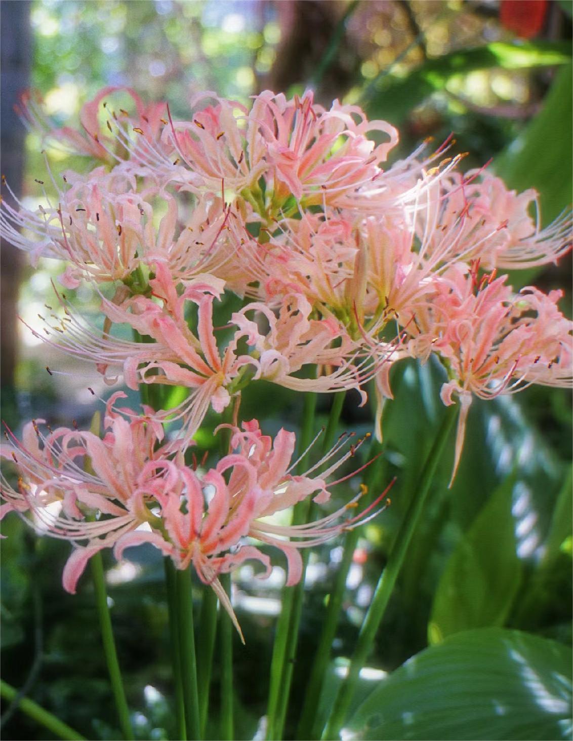 🌸Pink Spider Lily: Where Mystery Meets Beauty