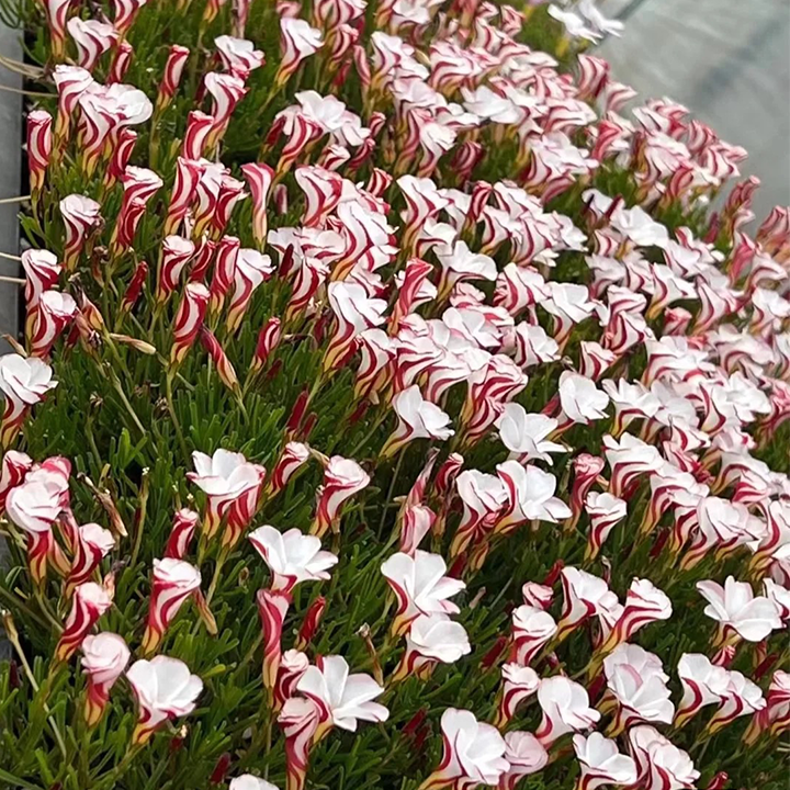 CANDY CANE OXALIS VERSICOLOR PLANT SEEDS