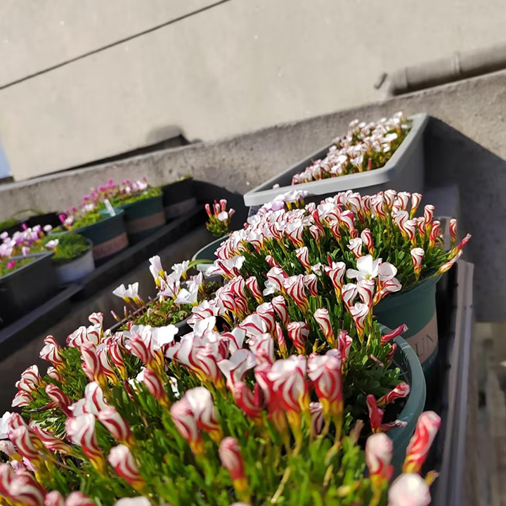 CANDY CANE OXALIS VERSICOLOR PLANT SEEDS