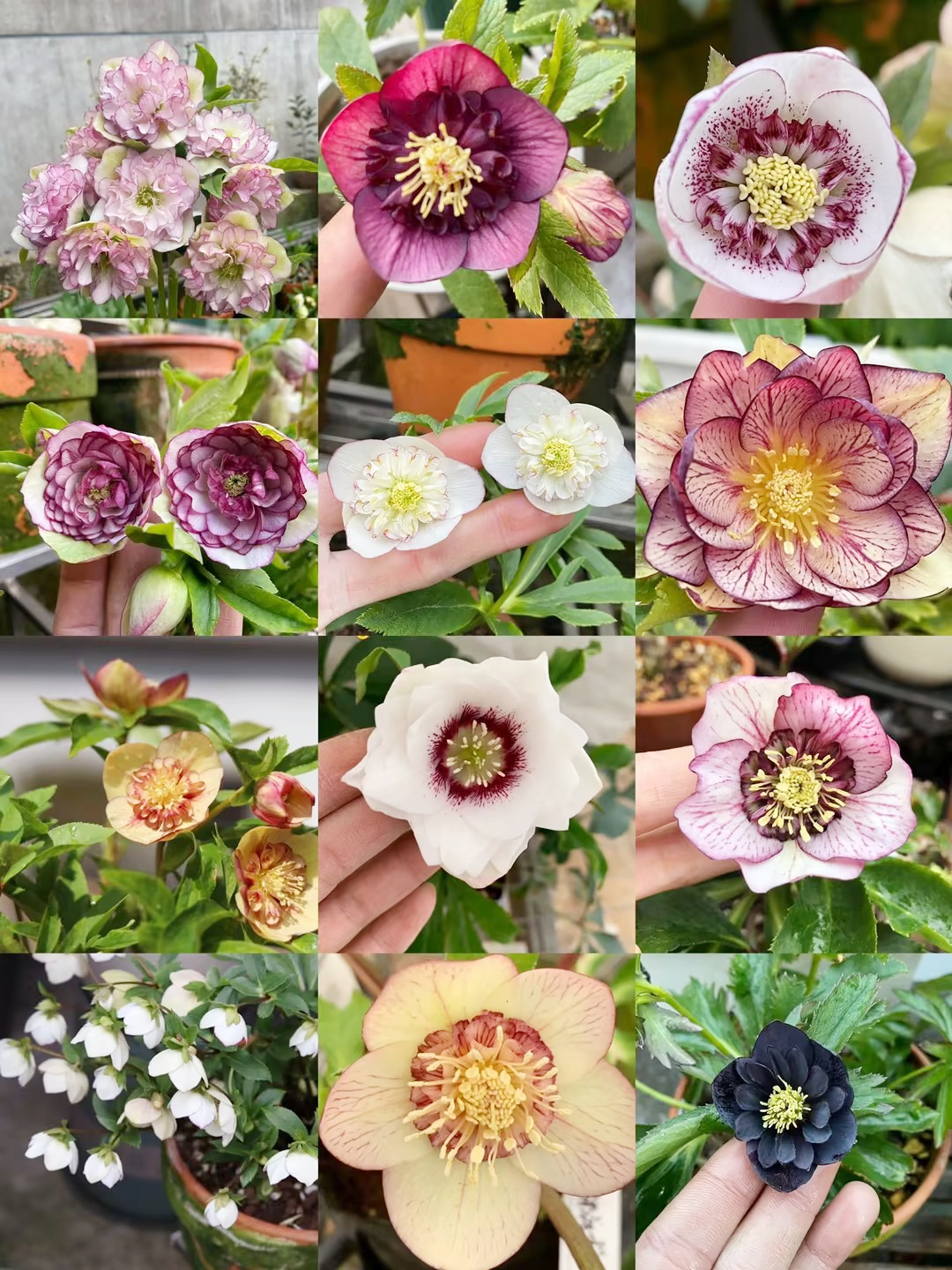 Carnival Hellebore Collection - Christmas Rose