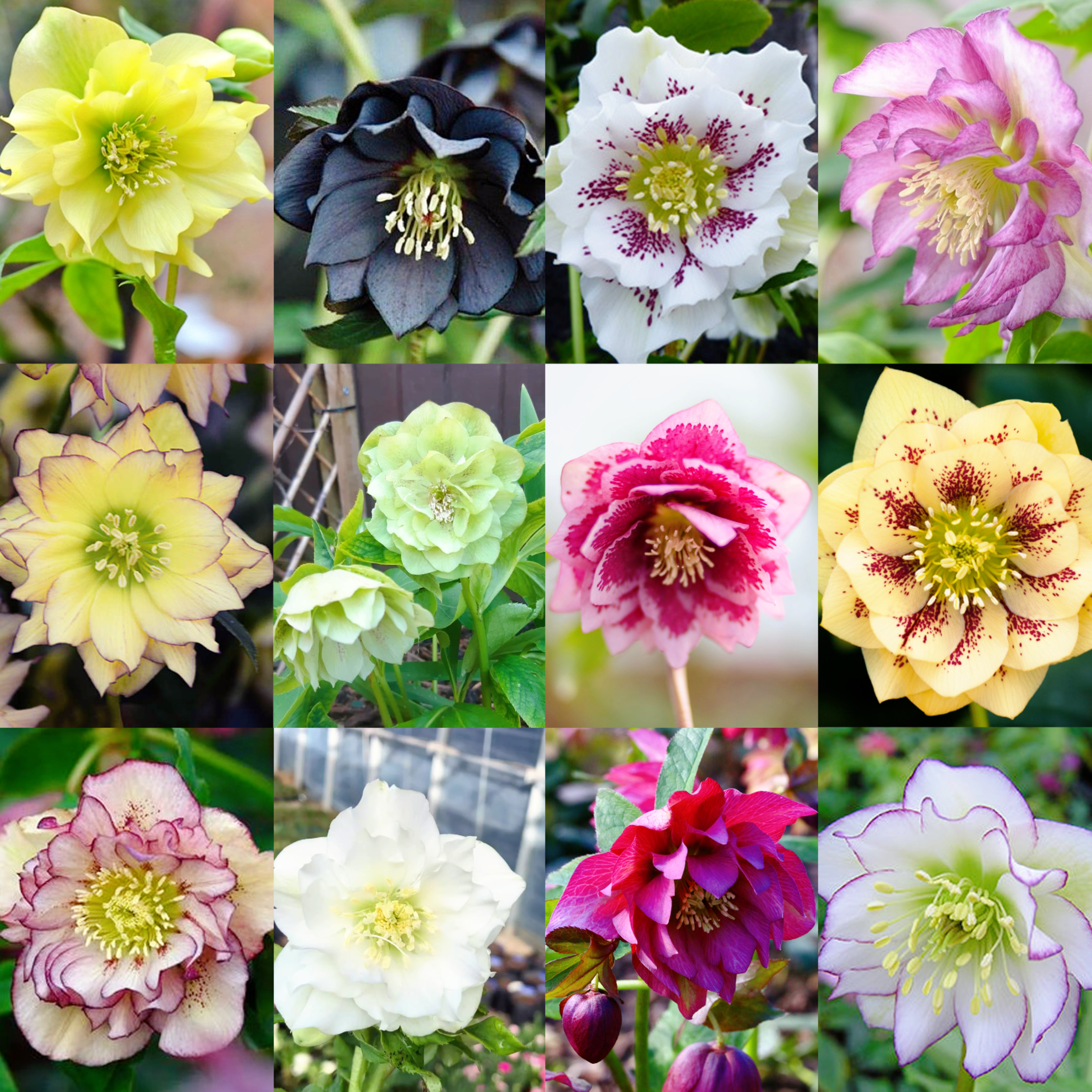 Carnival Hellebore Collection - Christmas Rose