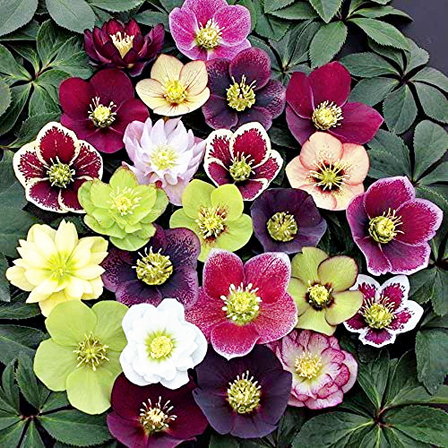 Carnival Hellebore Collection - Christmas Rose