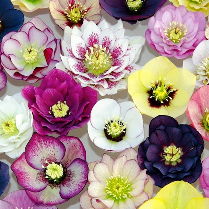 Carnival Hellebore Collection - Christmas Rose