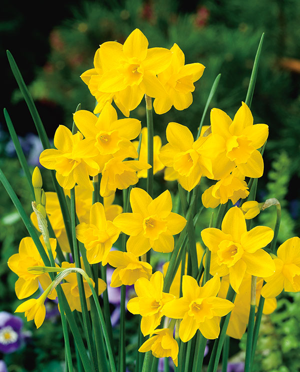 Mixed Assortment Daffodil Bulbs