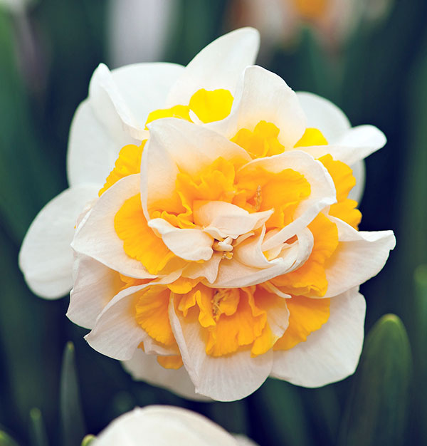 Mixed Assortment Daffodil Bulbs