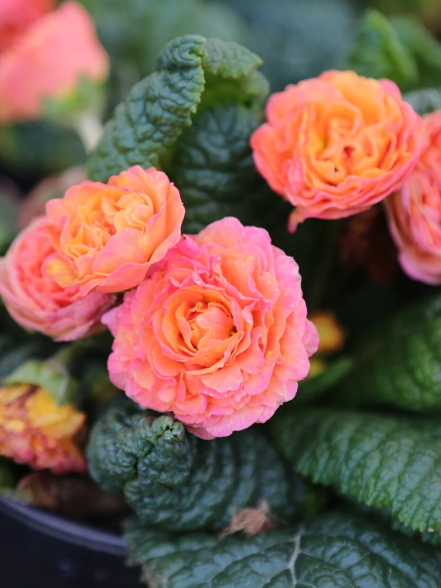 💐🌱One seed for one bouquet：💖Primrose Rose Seeds🌹