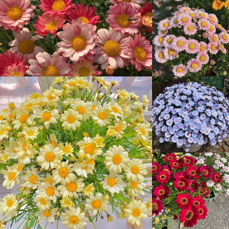 🌼Margarita flower seeds - Effortless elegance and wildlife-friendly