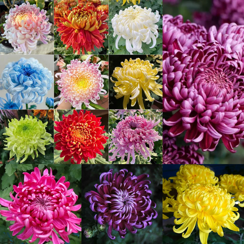 🌱Gold Thread Chrysanthemum Seeds - easy to grow, eye health, diverse hues