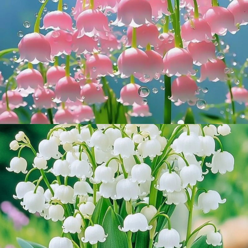 🔔Colorful lily of the valley🌸enchanting plant
