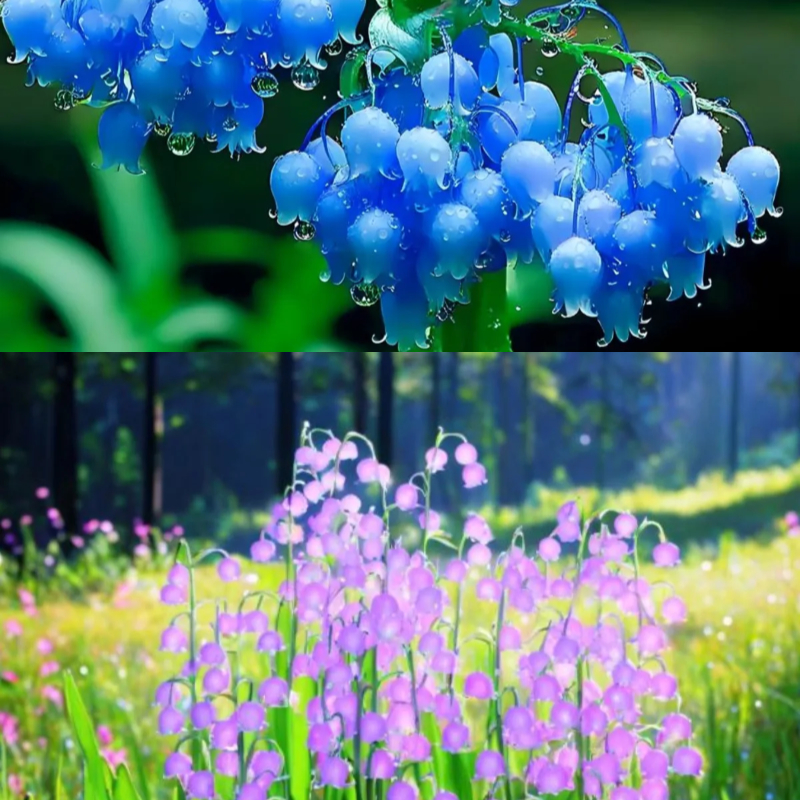 🔔Colorful lily of the valley🌸enchanting plant