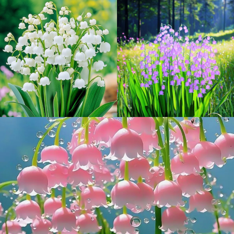 🔔Colorful lily of the valley🌸enchanting plant