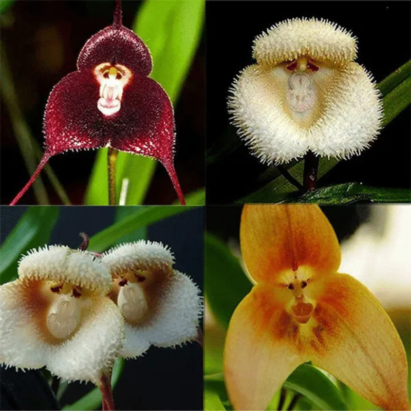 🌼 Whimsical Wonders — Unusual Flower Seeds to Delight Your Garden and Heart