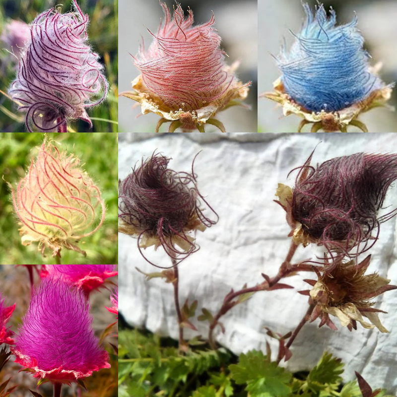 🌸 Prairie Smoke Flower Seeds – Whimsical Beauty from the Wild 🌾