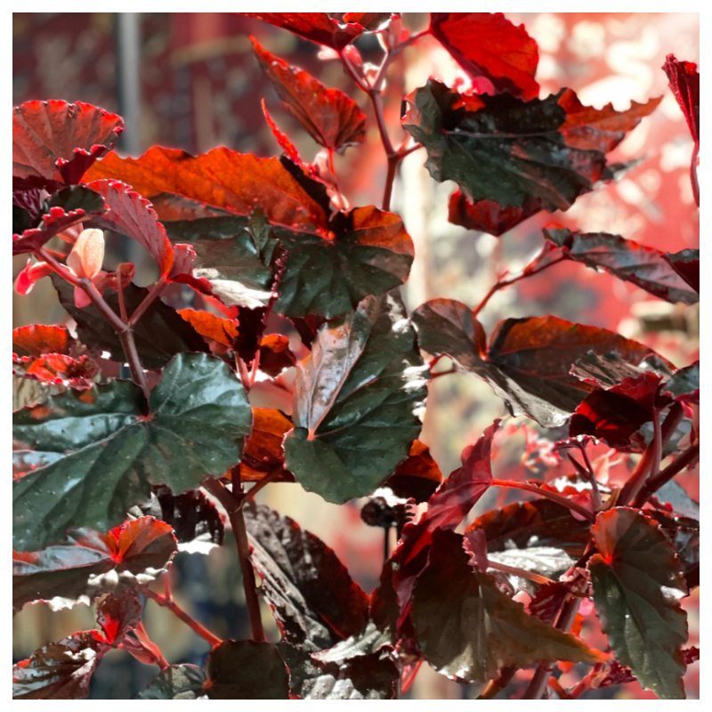 🥰🌱Chrysanthemum☘️Hot Sale!