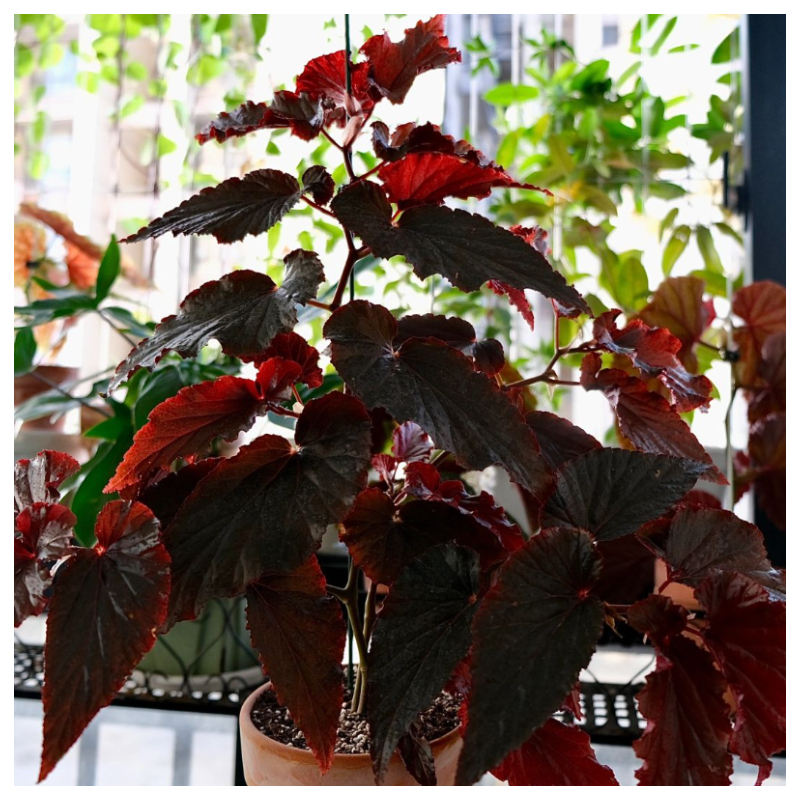 🥰🌱Chrysanthemum☘️Hot Sale!