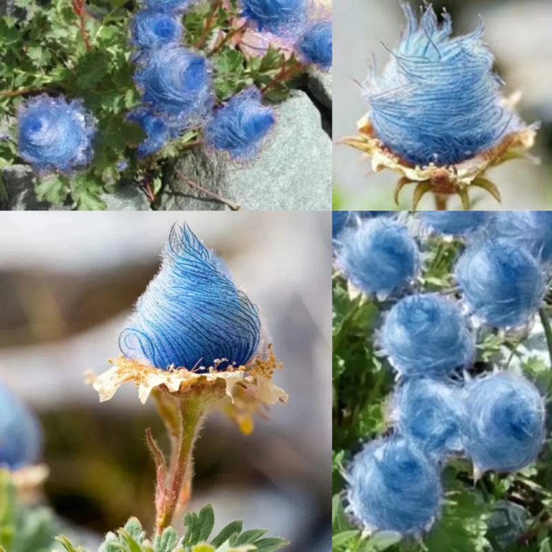 🌸 Prairie Smoke Flower Seeds – Whimsical Beauty from the Wild 🌾