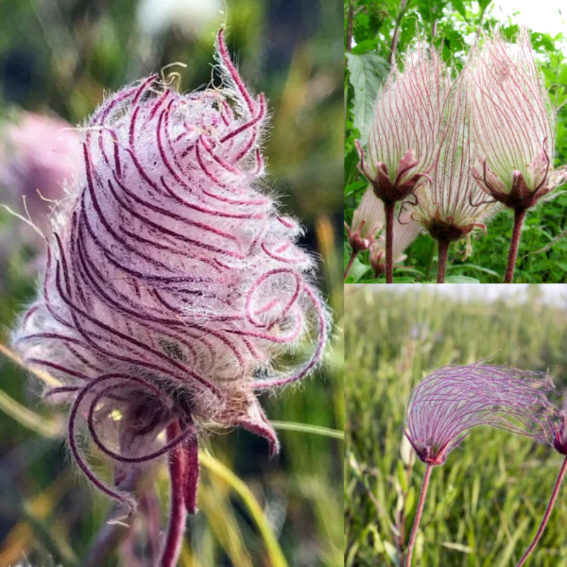 🌸 Prairie Smoke Flower Seeds – Whimsical Beauty from the Wild 🌾