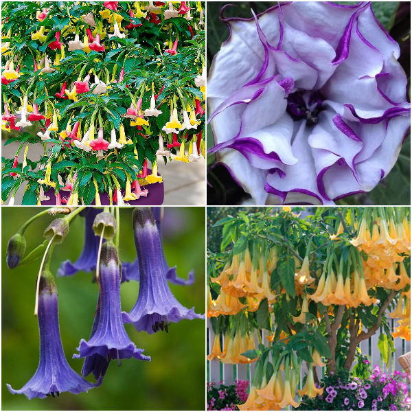 🎉Hot Sale 53% off-🌈Datura Brugmansia Seeds Trumpets Angel Flower Seeds