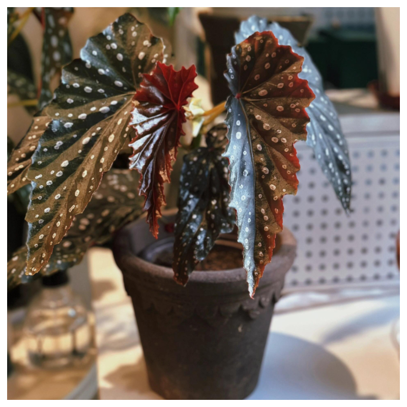 🥰🌱Chrysanthemum☘️Hot Sale!