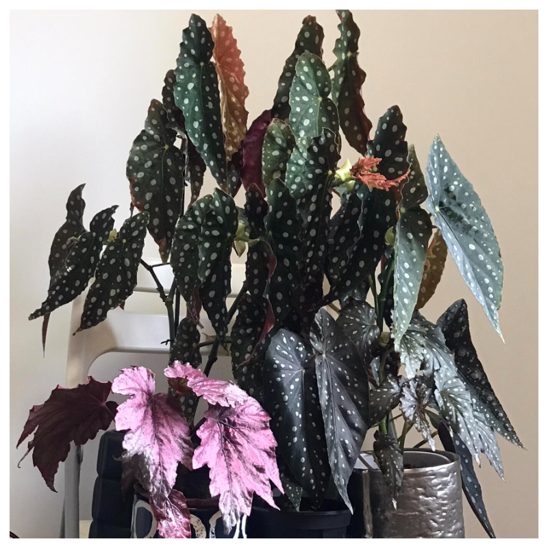 🥰🌱Chrysanthemum☘️Hot Sale!