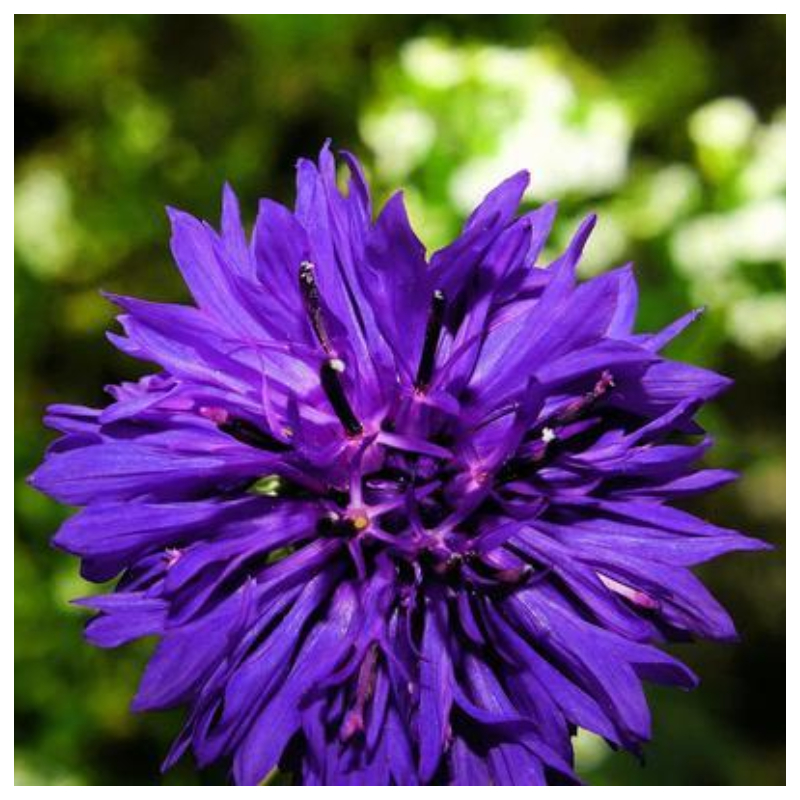 💐Bachelor's Button Cornflower✈️40% OFF 