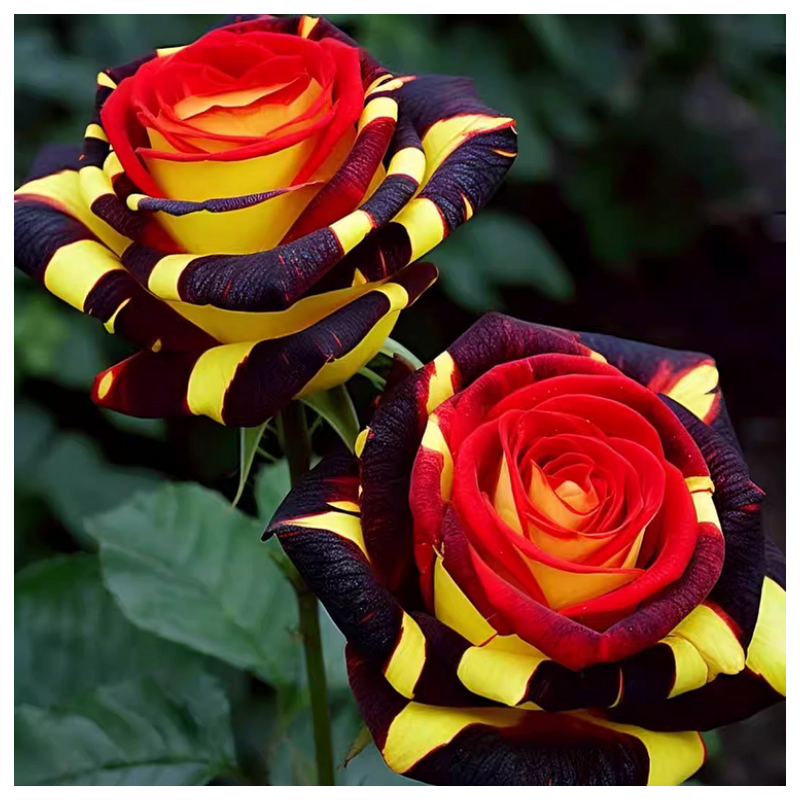 🌹🌵Rare Rose "Firebird"💥Hot selling！