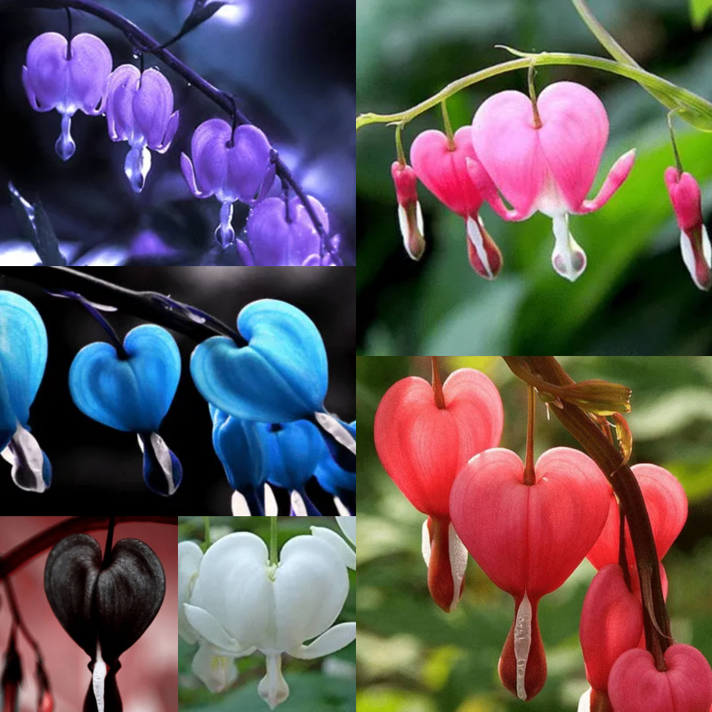 ❤️ Bleeding Heart-Lotus Peony Seeds: Timeless Beauty for Your Garden 🌸