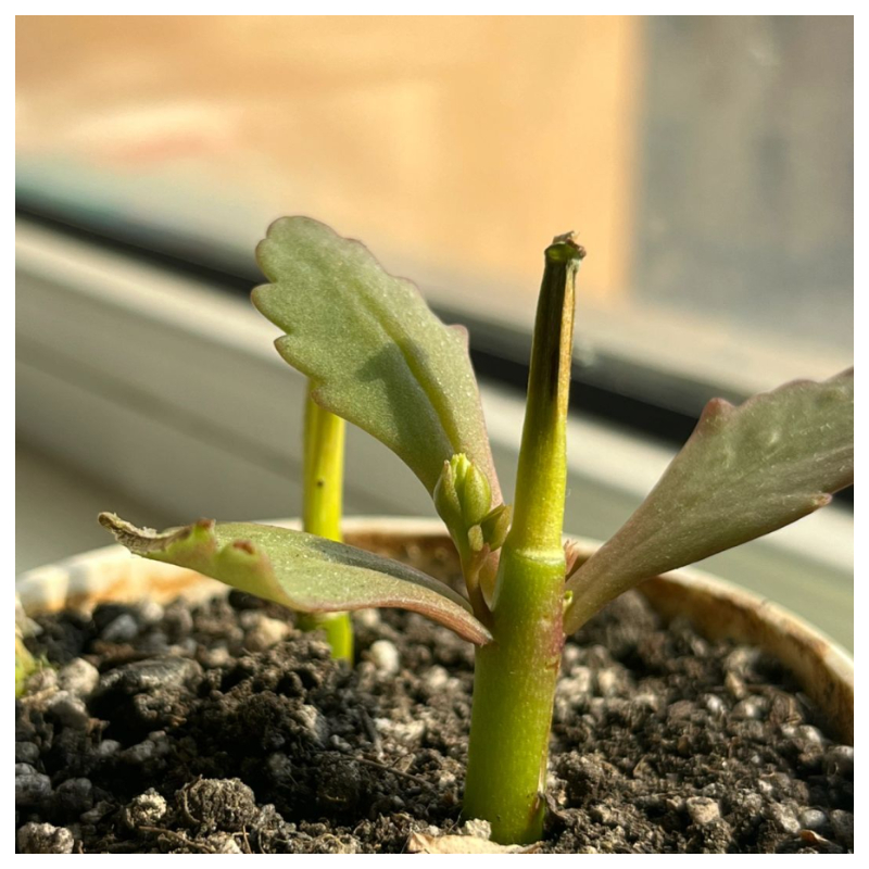 🌹🌵Rare Rose "Firebird"💥Hot selling！