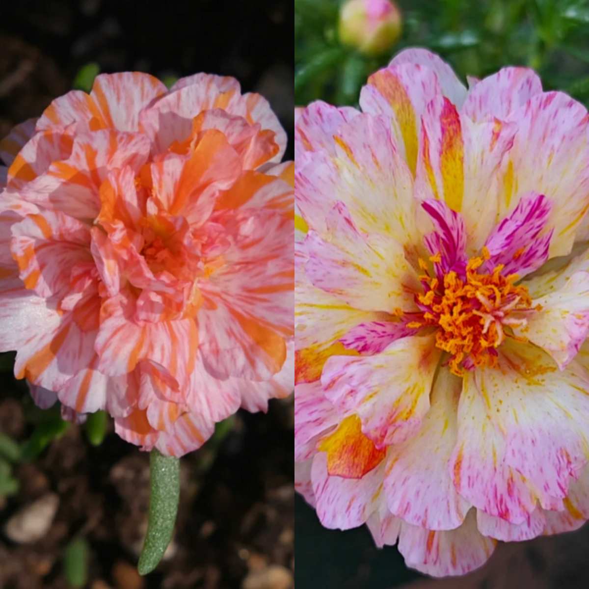 Double-petaled sunflower，plant them 🌱 and reap a garden full of flowers 🌸