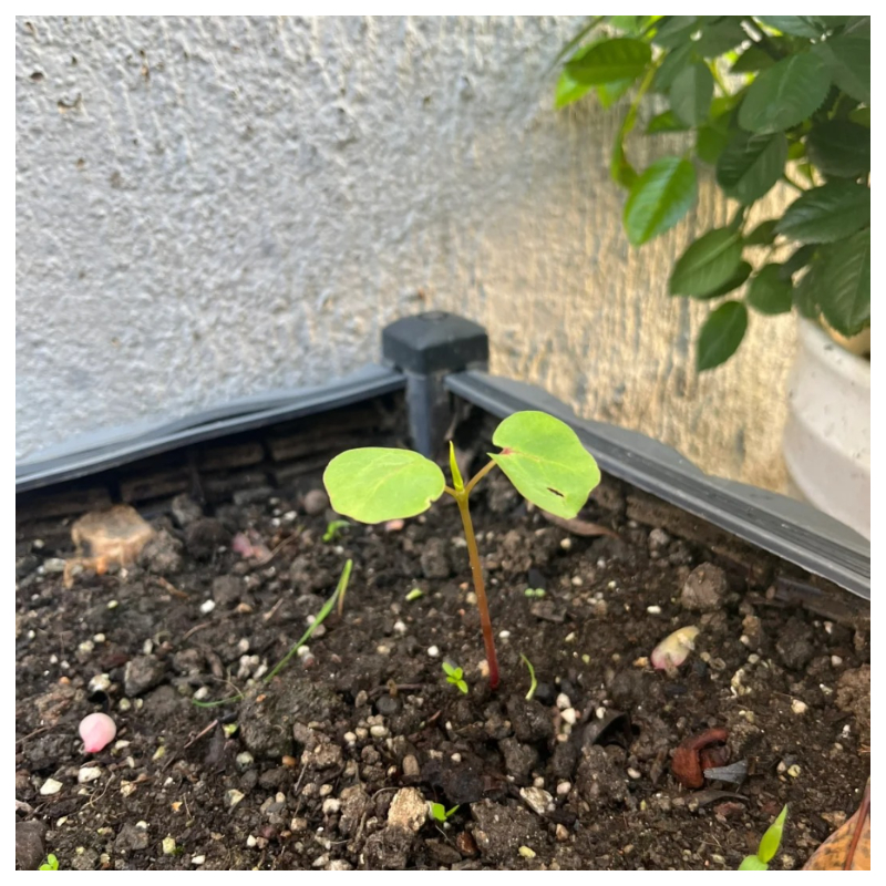 🌹🌵Rare Rose "Firebird"💥Hot selling！