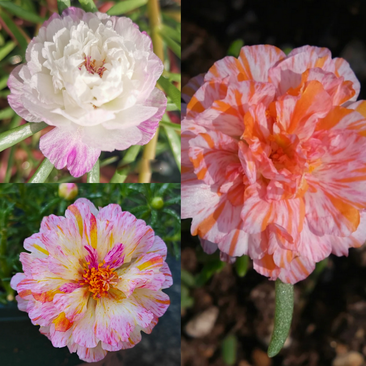 Double-petaled sunflower，plant them 🌱 and reap a garden full of flowers 🌸