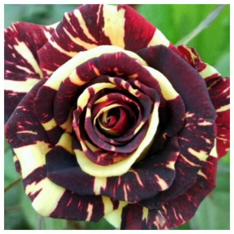 🌹🌵Rare Rose "Firebird"💥Hot selling！