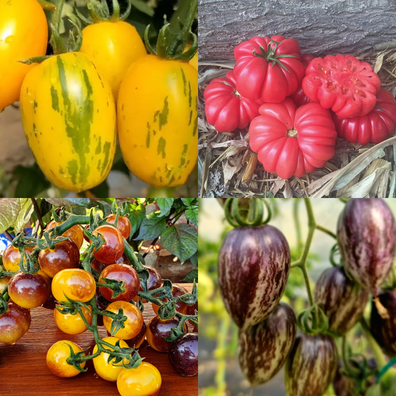 Tomato Reisetomate-Plant them 🌱, and  harvest next month! 🍅🍅🍅