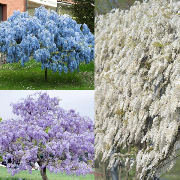 Wisteria Wonder: Nature's Cascading Beauty 💜🌸