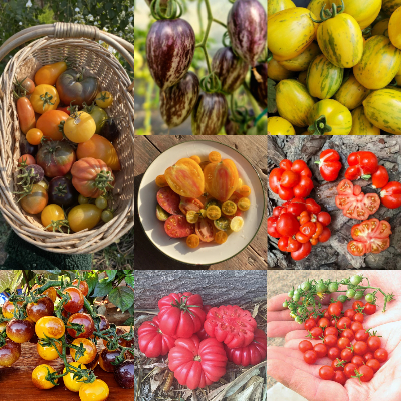 Tomato Reisetomate-Plant them 🌱, and  harvest next month! 🍅🍅🍅