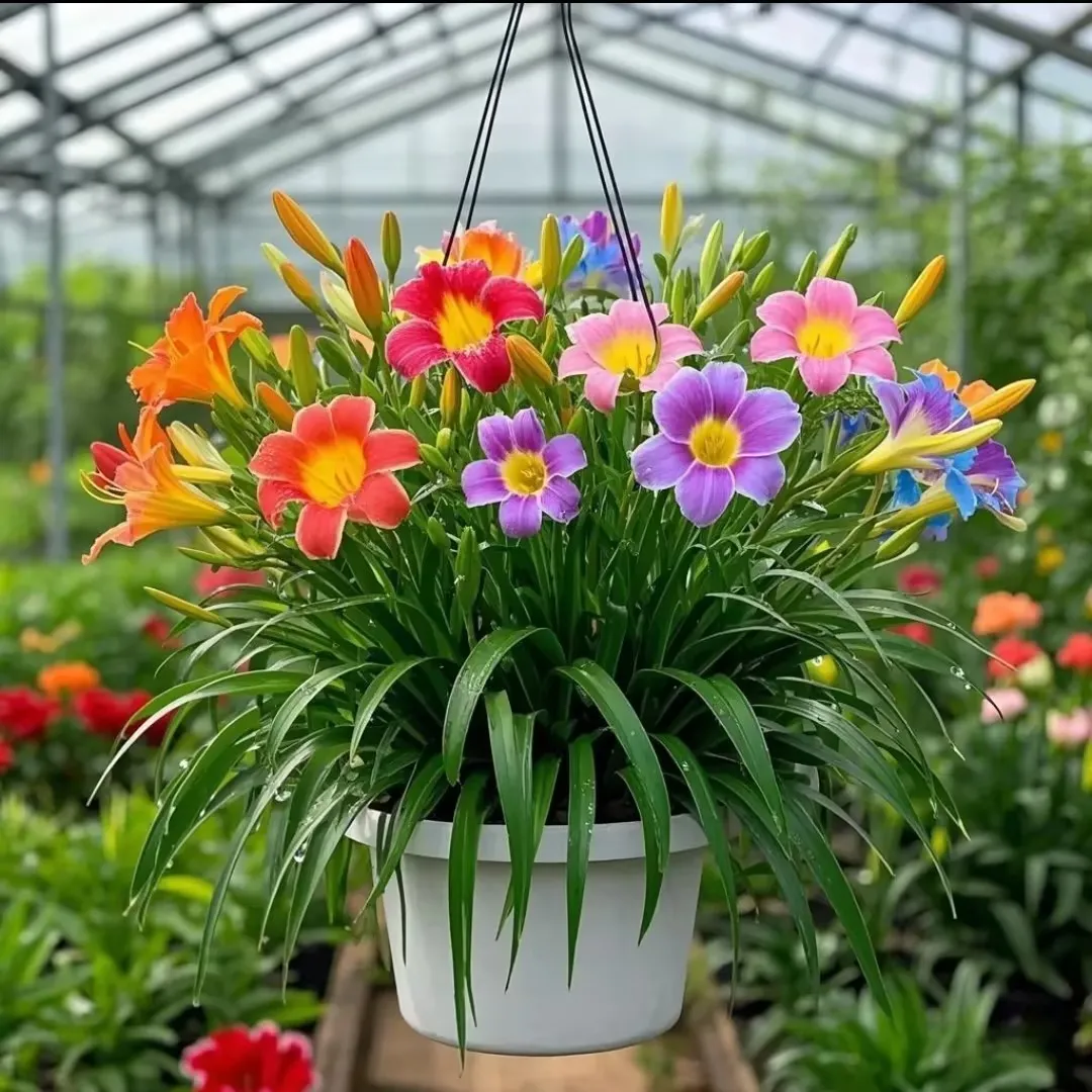 🏠🌈Create a warm and beautiful space - Daylily seeds💮