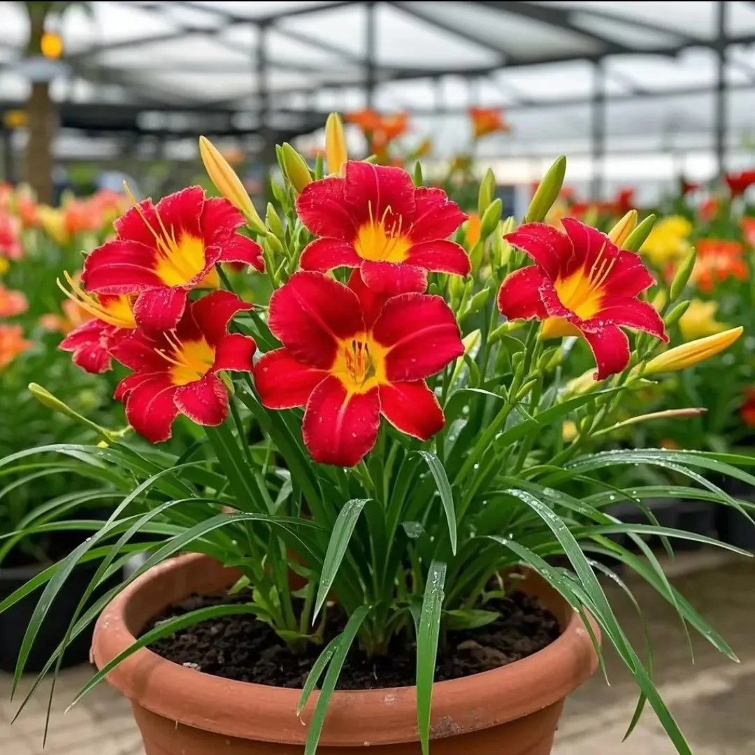 🏠🌈Create a warm and beautiful space - Daylily seeds💮