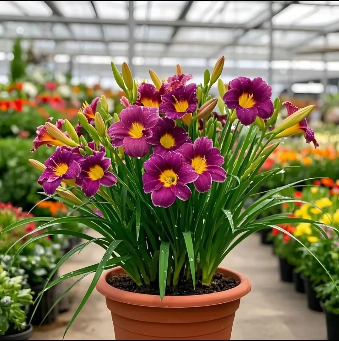 🏠🌈Create a warm and beautiful space - Daylily seeds💮