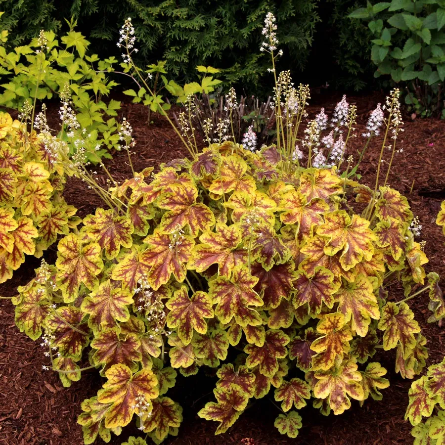 🌿🍁Heuchera Seeds– Elegant Color, All Year Long | Thrives in shade, softens any space | Brings quiet beauty to your garden. ✨