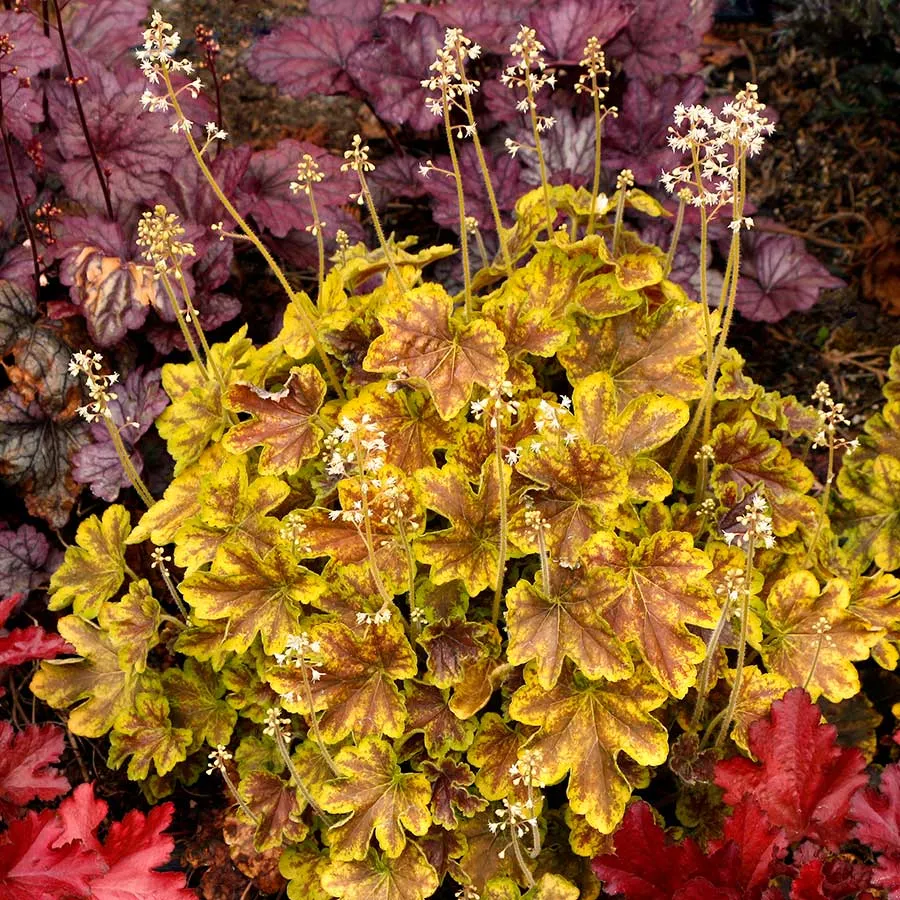 🌿🍁Heuchera Seeds– Elegant Color, All Year Long | Thrives in shade, softens any space | Brings quiet beauty to your garden. ✨