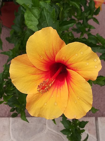 💗✨Acapulco Gold Hibiscus🎊30%Discount