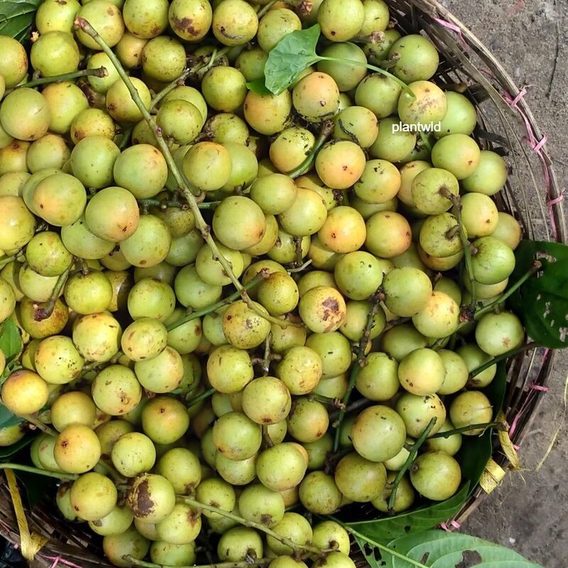 ⚡HOT SALE🔥Burmese Grape seeds🍇70% OFF❗