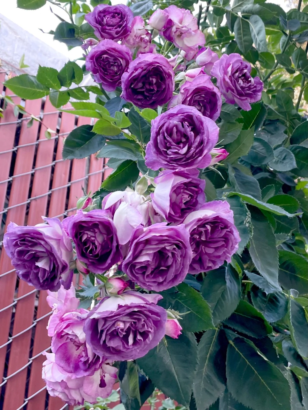 💥Gartenjuwel: 💐Mehrfarbige Kletterrose🌹✨40%OFF