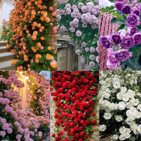 💥Gartenjuwel: 💐Mehrfarbige Kletterrose🌹✨40%OFF