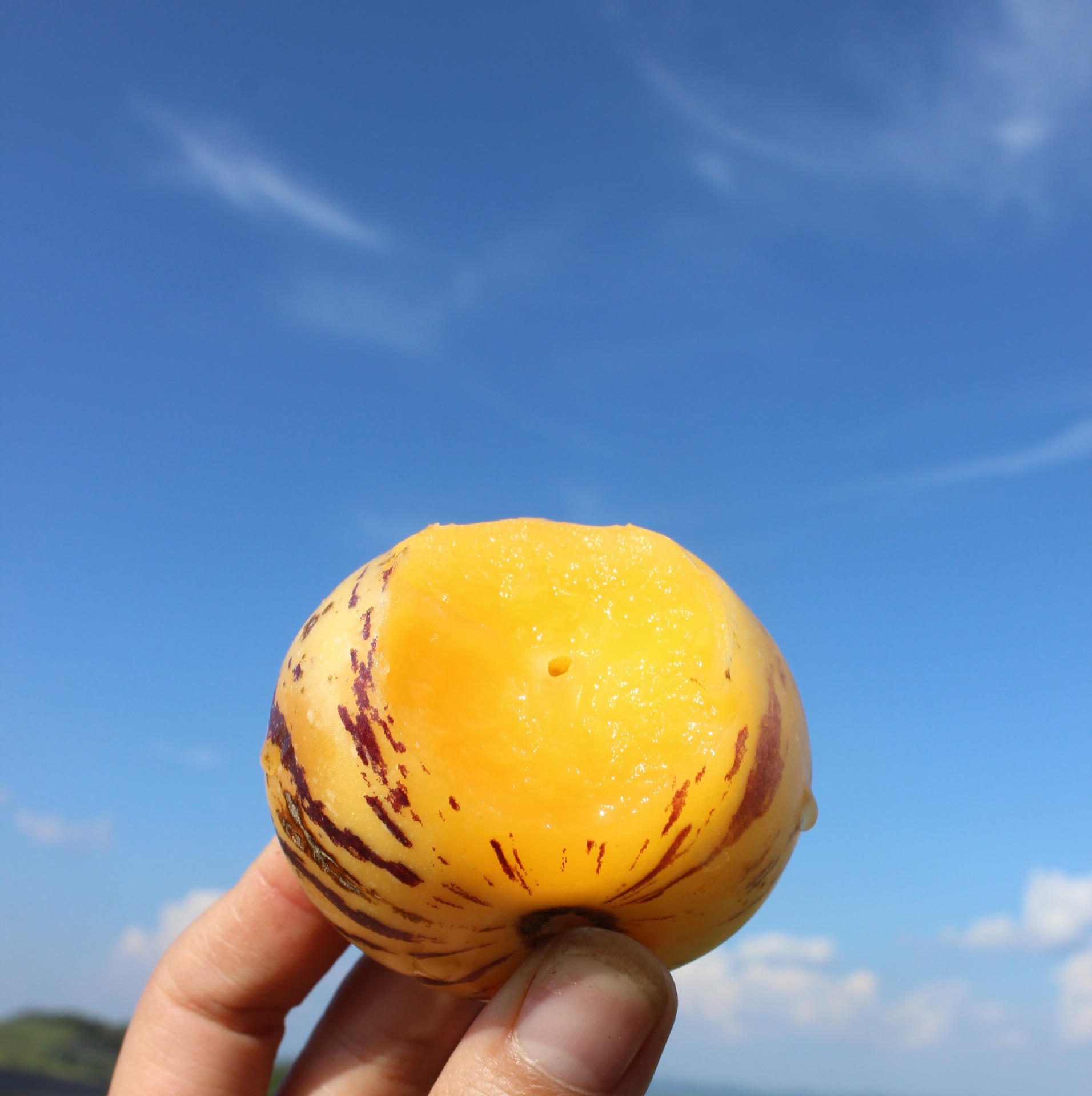 🥑Ginseng-Fruchtsamen