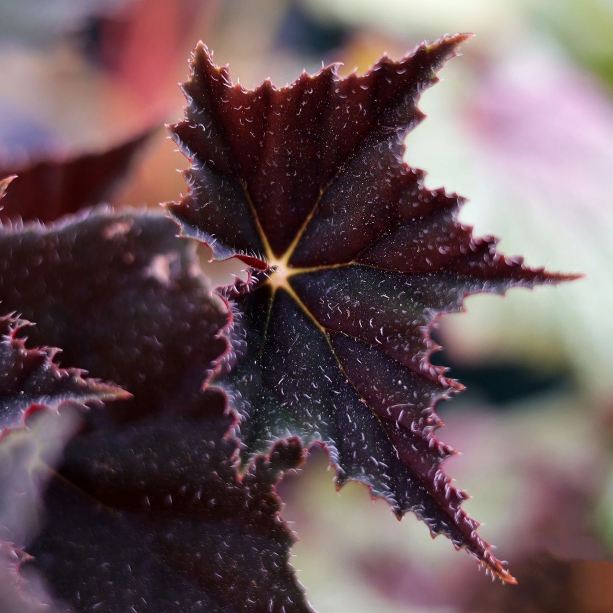 Black Swan Begonia
