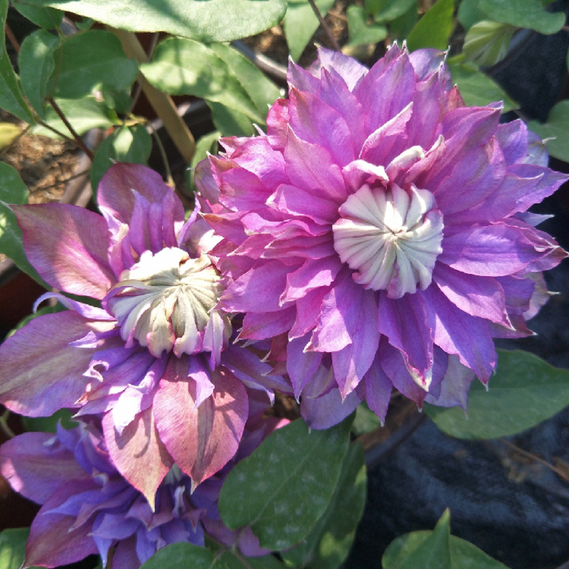 Vibrant Clematis – A Touch of Elegance for Your Garden! 🌸🌿